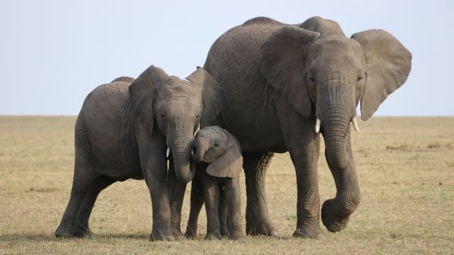 From enormous elephants to tiny shrews: how mammals shape and are shaped by Africa’s landscapes