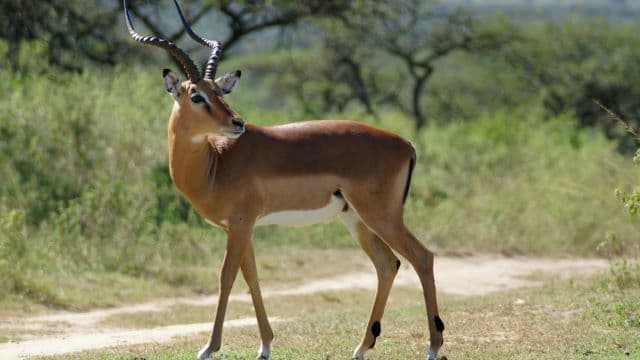 Jihadist groups threaten the conservation of a key west African world heritage site - new study