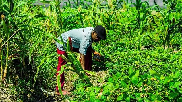 Nigerian farmers lack insurance: payouts triggered by weather data offer a solution