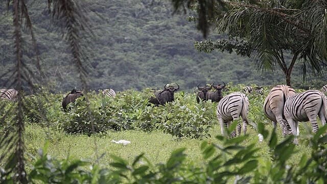 From Virunga to Kinshasa: A Journey Through the DRC’s Wild Heart