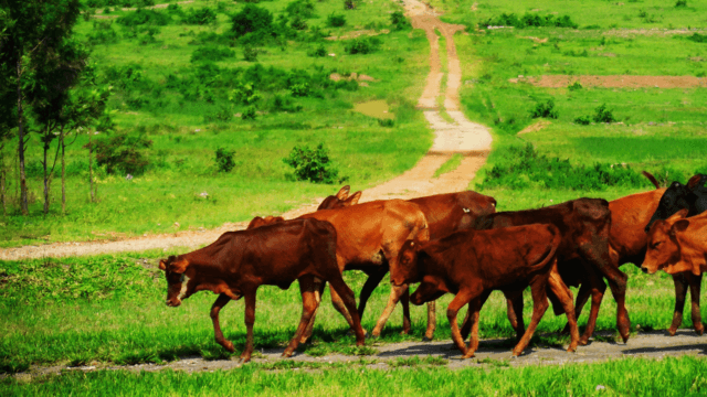 The Role of Agriculture in Burundi’s Economy — From Subsistence to Sustainability