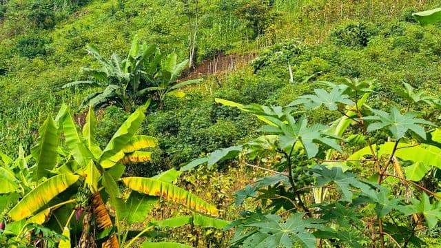 Wildlife and Nature — Burundi’s National Parks and the Landscapes They Protect
