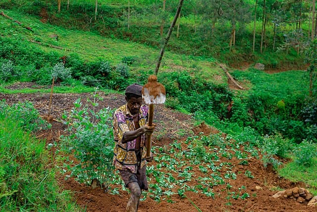 How Cabo Verde indigenous beans could boost food security