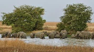 Cameroon’s Wild Frontiers: Eco-Tourism Finds Its Footing