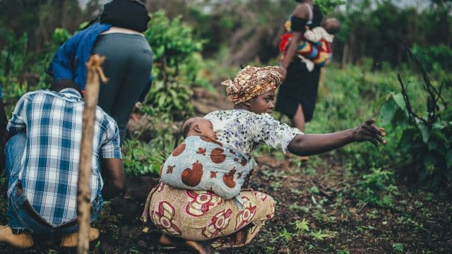 Seeds of Renewal: Community Farming Revives Rural Economies in the Central African Republic