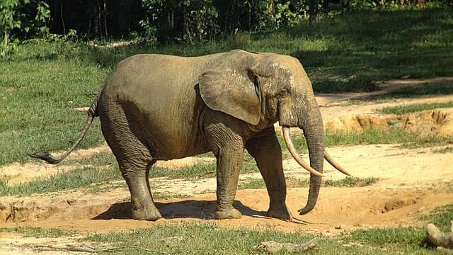 Nature’s Return: Eco-Tourism Revives the Central African Republic’s Hidden Parks