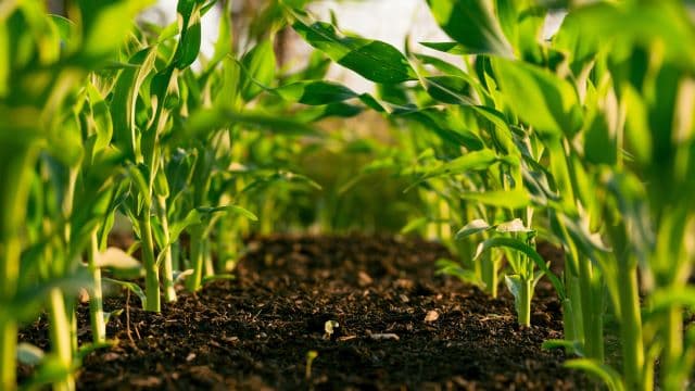 Seeds of Sustainability: Organic Farming Takes Root in Comorian Villages