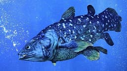 Saving the Coelacanth: Comoros Protects One of the World’s Rarest Fish