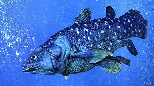 Saving the Coelacanth: Comoros Protects One of the World’s Rarest Fish