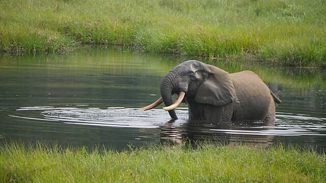 Wild Beauty: Secrets of the Republic of the Congo’s Untamed Nature
