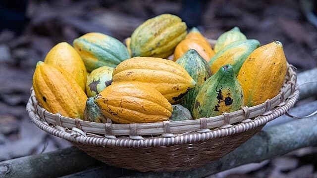 Chocolate Trails: Tracing Côte d’Ivoire’s Cocoa Legacy