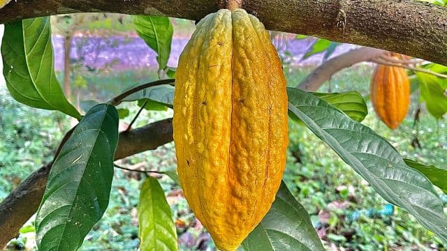 Bitter Harvest: Cocoa Farmers in Côte d’Ivoire Confront Falling Prices