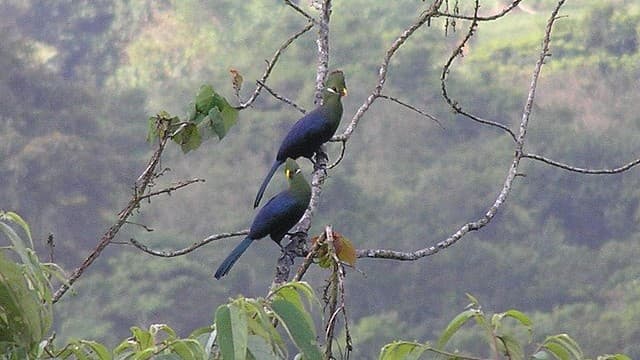 Equatorial Guinea’s Rainforest Parks Reveal Africa’s Untouched Wilderness