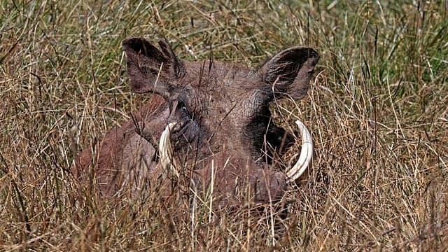 Eritrea’s National Parks: Where Wildlife and History Converge