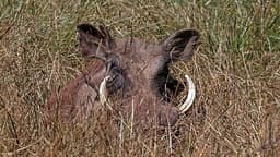 Eritrea’s National Parks: Where Wildlife and History Converge