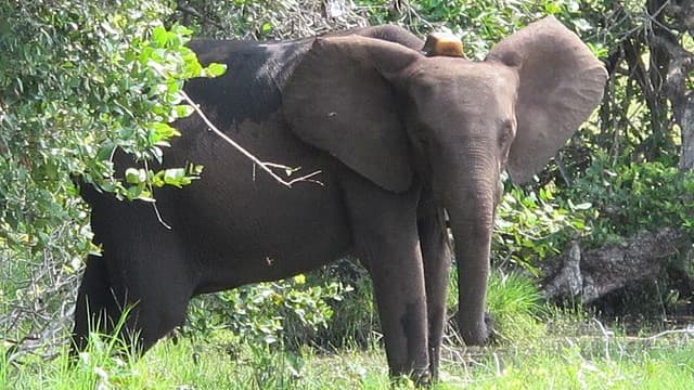 Eco-Tourism Gains Ground in Gabon’s Pristine Landscapes