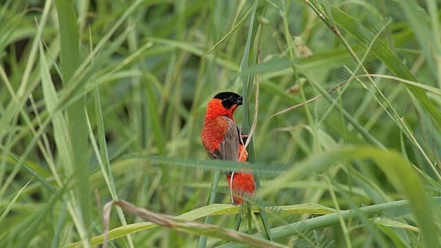 Wings Over the River: Birdwatching in Gambia