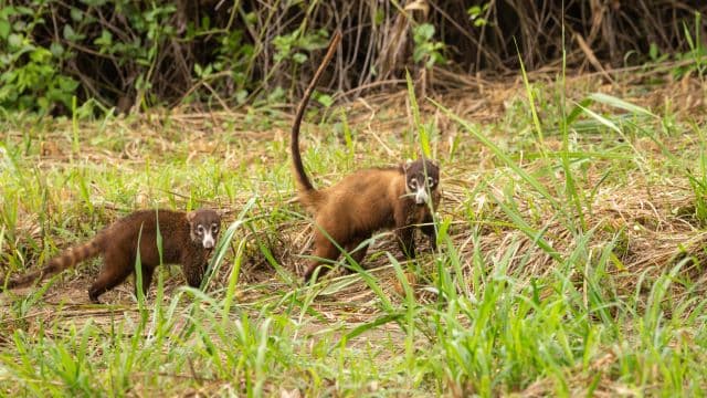 Guinea-Bissau’s Wildlife Tours Highlight Biodiversity and Tradition