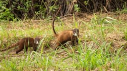 Guinea-Bissau’s Wildlife Tours Highlight Biodiversity and Tradition
