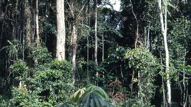 Liberia’s Rainforests Offer Adventure and Biodiversity