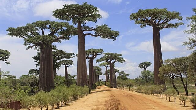 Avenue of the Baobabs - Madagascar’s Must-See Natural Wonder