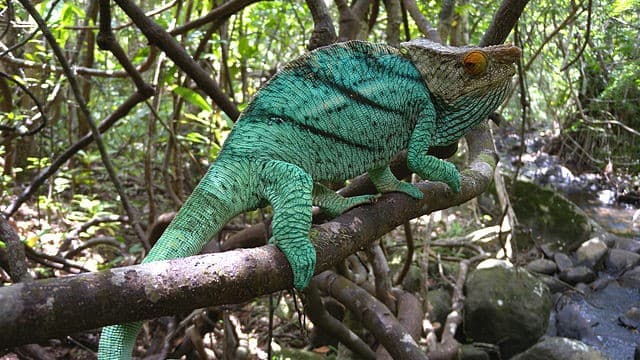 Madagascar’s Rainforests Offer Rare Wildlife and Adventure