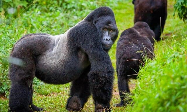 Trek with Gorillas in Rwanda’s Stunning Volcanoes National Park