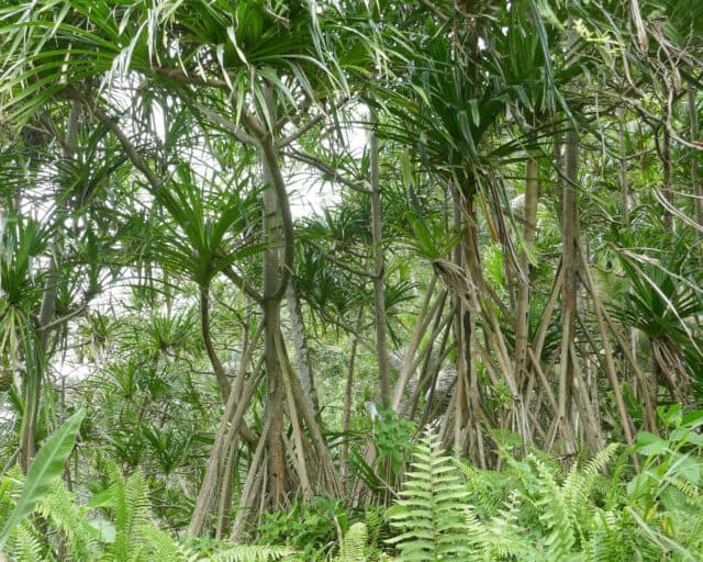 Ecotourism Grows in São Tomé and Príncipe’s Lush Rainforests
