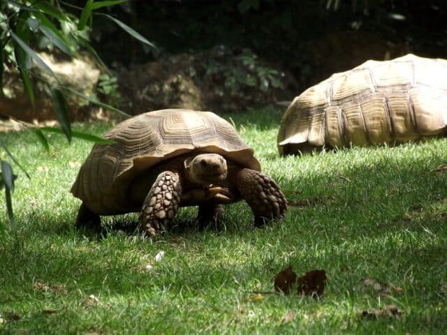 Wildlife Tours Offer a Close Look at Nature in Seychelles