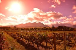South Africa’s Wine Regions Combine Flavor, History, and Scenic Beauty