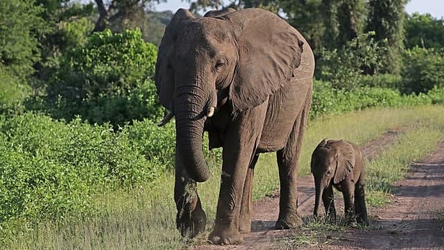 Wildlife Safaris in Zimbabwe Offer Unforgettable Adventures