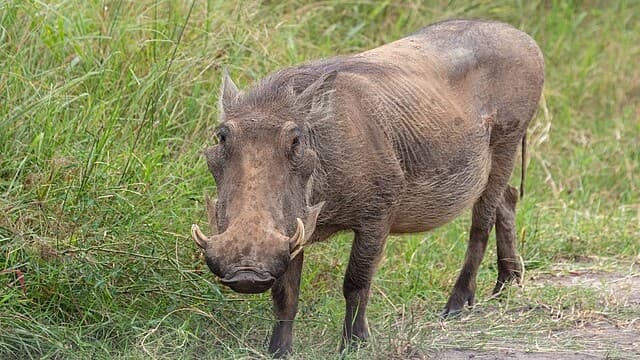 Wildlife Safaris Make Uganda a Top Destination for Nature Lovers