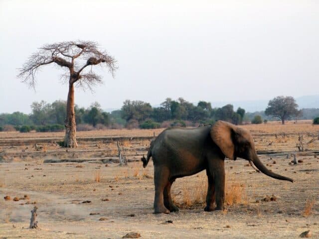 Wildlife Safaris Show Off Zambia’s Stunning Natural Diversity
