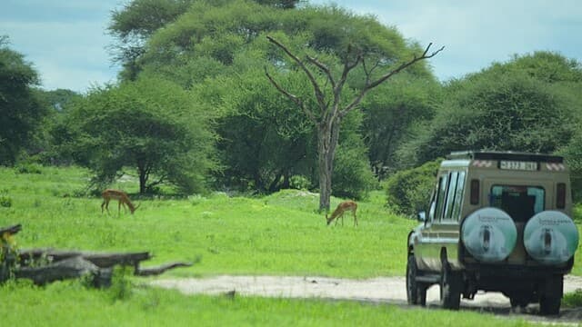 Safari Adventures Reveal the Rich Wildlife of Tanzania’s National Parks