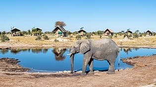 Wildlife Safaris Reveal Botswana’s Untamed Beauty
