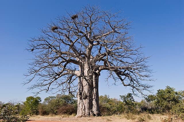Wildlife Reserves Reveal Angola’s Diverse Natural Beauty
