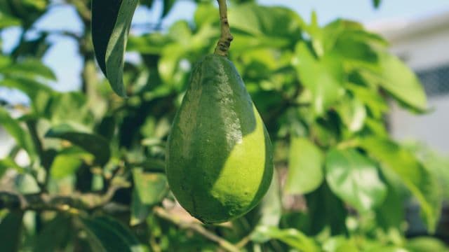 Tanzania’s green gold rush: how avocado waste is hurting farmers and what should be done