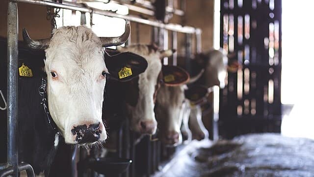Factory farming in Africa: development banks see it as a good idea, but it’s bad for the climate
