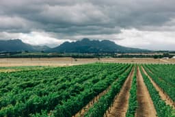 Will El Niño drought hit food prices in South Africa? Earlier rains and grain stocks offer hope