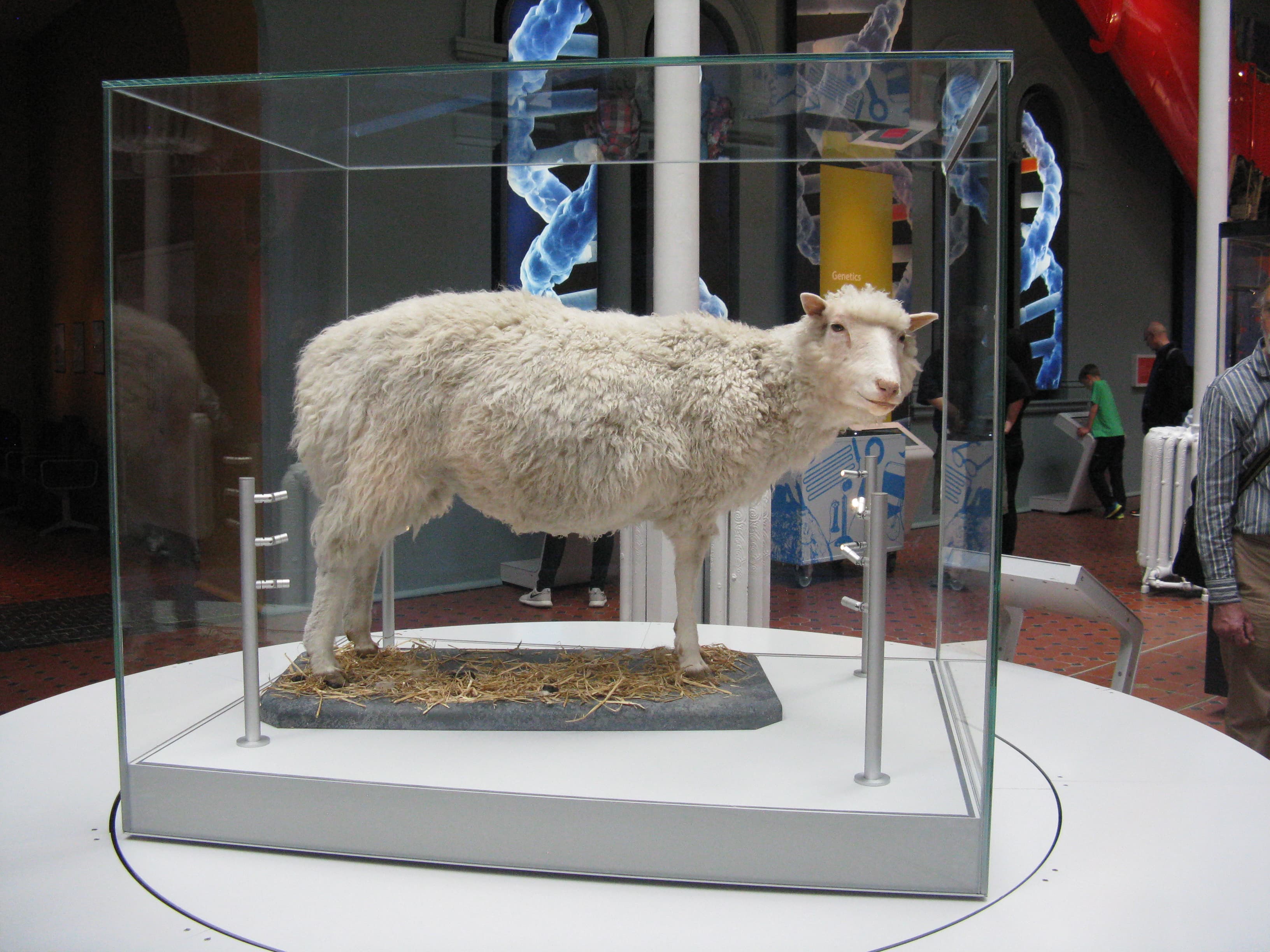 30 years since Dolly the sheep was born, where is cloning technology at now?